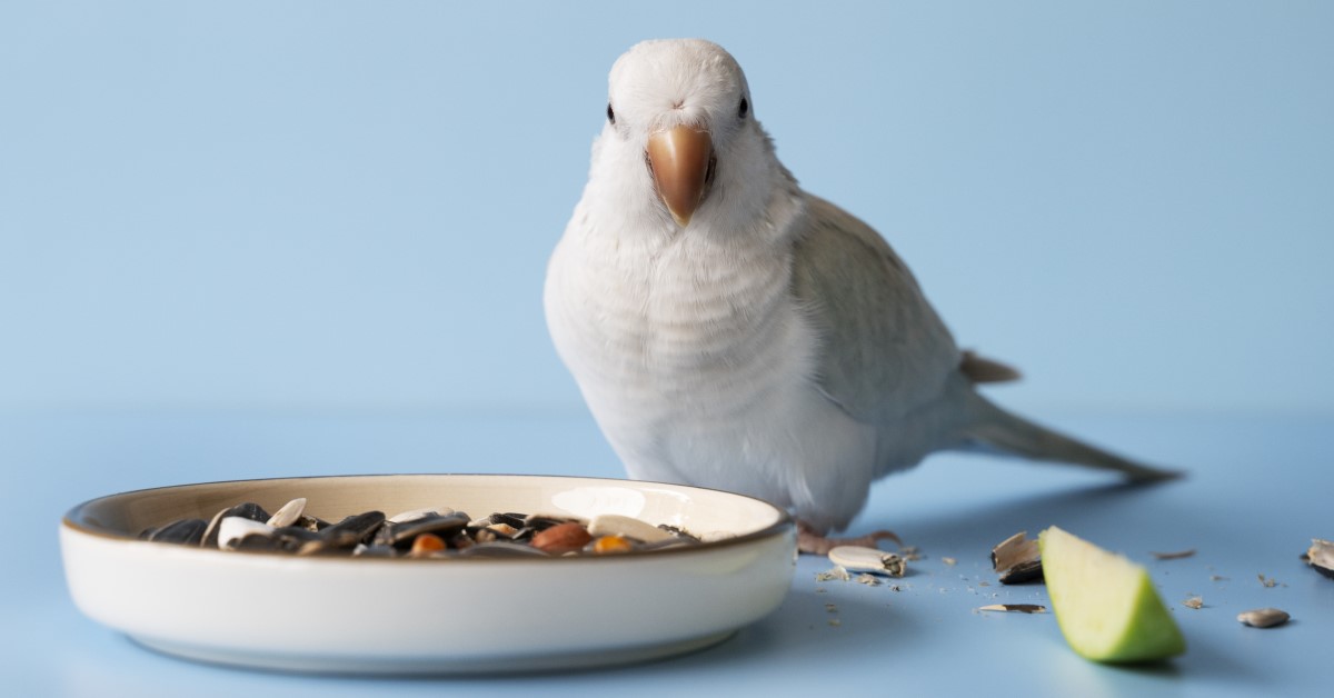 Pet bird treats hotsell